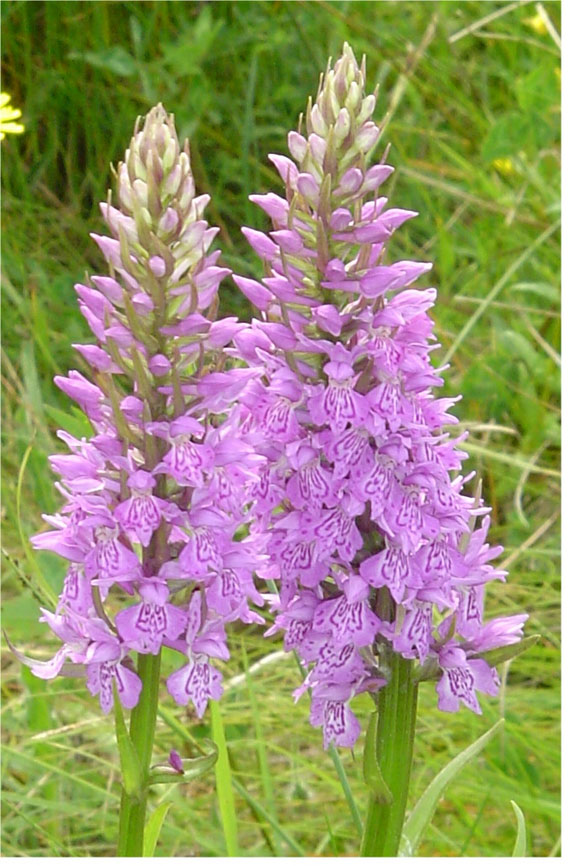 The soft purple spires of the Common Spotted Orchid flower