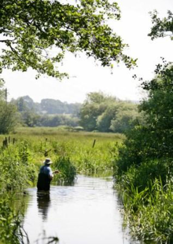 A man fly-fishing in the calm waters of a shallow river, surrounded by overhanging vegetation and countryside views beyond