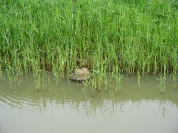 A flytipped tyre makes a great platform for a nesting bird on the edge of a drainage ditch nestled amongst the reeds at the waters edge.