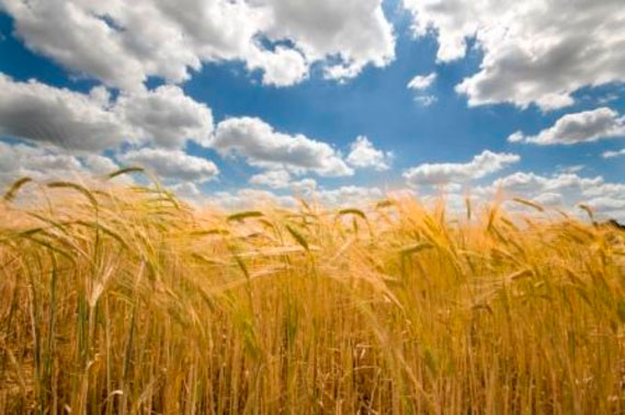 A field of ripe Barley under blue skies