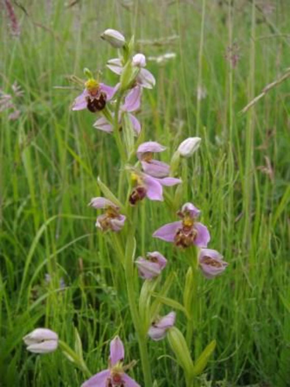 A Bee Orchid; the stem displays a number of relatively large flowers with pink sepals that look like wings, and furry, brown lips that have yellow markings on, just like a bee.