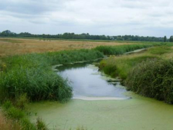 A mass of Duckweed floats on the surface of a still stretch of drainage ditch. Arable fields and distant hedgerows can be seen in the background