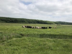 A group of cows grazing at Taverham Mill meadows close to the River Wensum. Wide ranging views of the low lying meadows and wooded land rising up beyond can be seen.