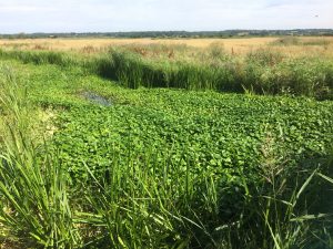 Floating Pennywort, a non native and invasive plant, chokes a stretch of the Cuckmere River 