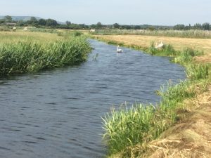 Swans nesting on the banks of the Cuckmere River