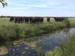 A group of cows grazing the Pevensey Levels